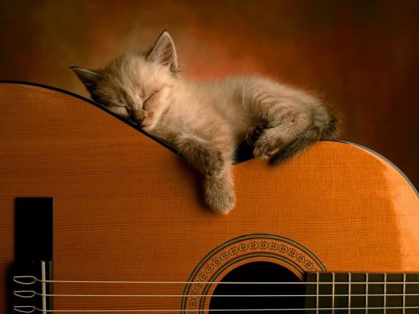 cat asleep on guitar