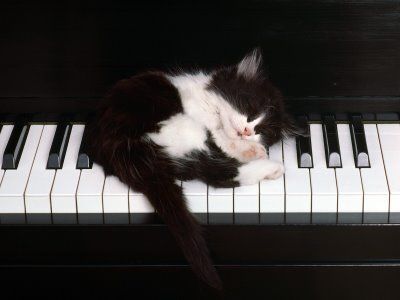 cat asleep on a piano